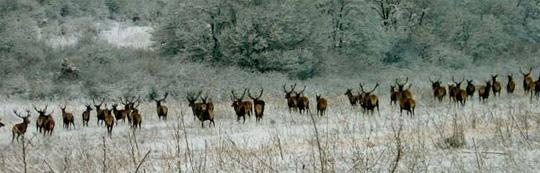 Основно изображение на фирма Ловно стопанство - Bulgarian Hunt Service