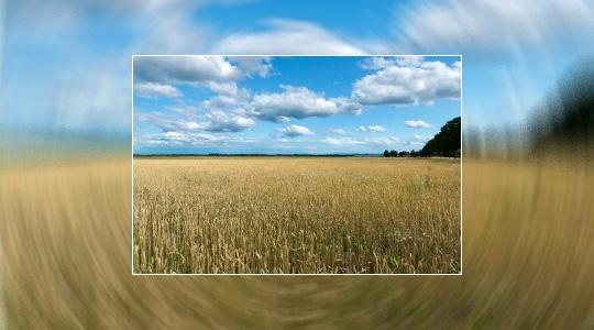 Основно изображение на фирма Пшеница, царевица, овес, слънчоглед Агросар ЕООД