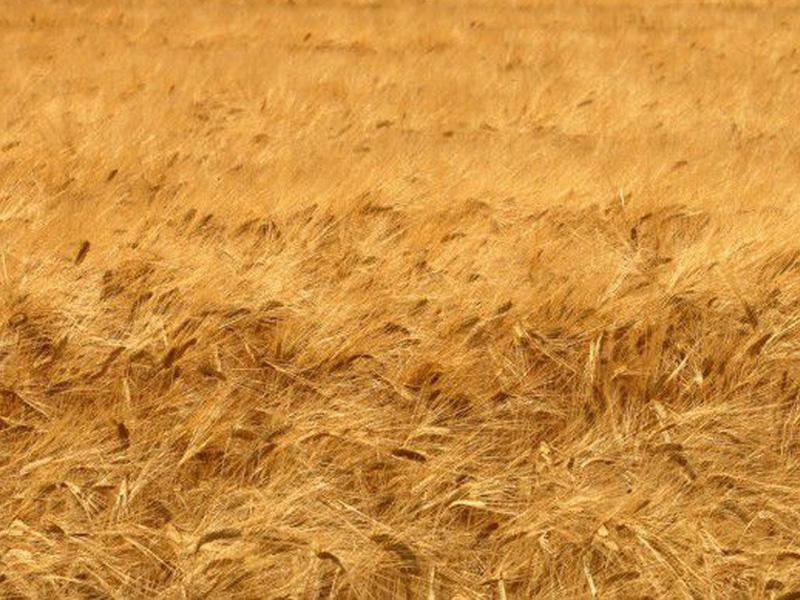 Основно изображение на фирма Зърнени растения Производствена кооперация Хубава Яна