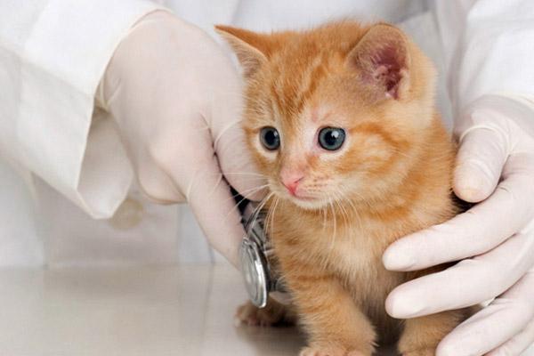 Basic photo of Aksis Veterinary Clinic, Stara Zagora
