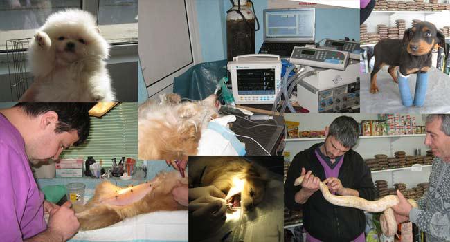 Basic photo of Veterinary clinic Stara Zagora | Stara Zagora